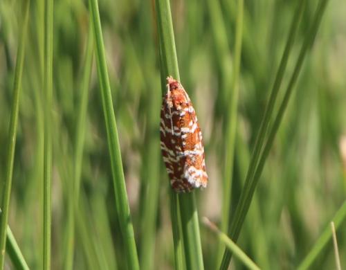 Réf. 305 542 : Phiaris schulziana